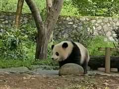 -都江堰中华大熊猫苑