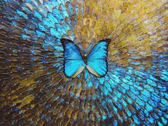 -上海昆虫博物馆