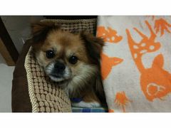 -乐琪宠物医院·犬猫专科·骨外科·急重症