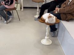 -共舞时光猫咖·狗咖(新街口店)