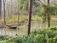 -合肥滨湖国家森林公园