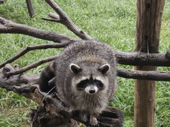 -石家庄市动物园