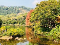 -深圳仙湖植物园