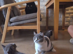 -猫咖时代(中山亭店)