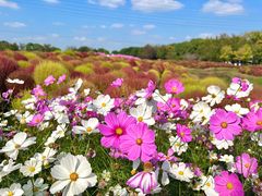-花开海上生态园