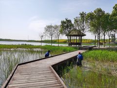 -西青郊野公园