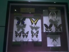 -上海昆虫博物馆