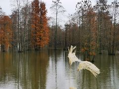 -池杉湖湿地公园