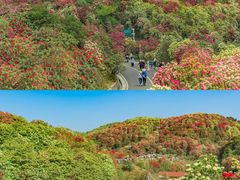 -贵州百里杜鹃风景名胜区
