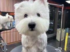 -宠宠熊宠物美容(星湖街店)