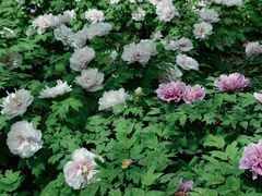 -石家庄市植物园