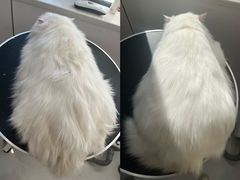-老吴的猫·猫舍(新区店)