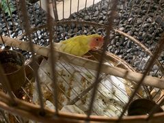 -小厨娘淮扬菜(六合欢乐港店)