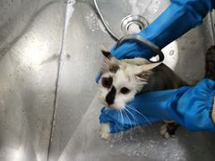 -中农国际动物医院24小时·猫科·骨科·急重症中心