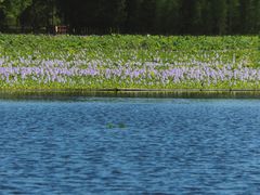 -白鹭湾湿地公园