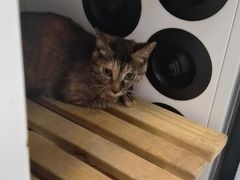-嘉馨宠物医院·CT影像转诊·心脏科·犬猫全科诊疗中心(下沙大学城院区)