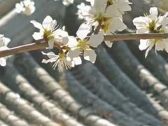 -桃花堤公园