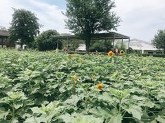 -田园东方蜜桃村的田野营地
