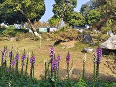 -东莞植物园