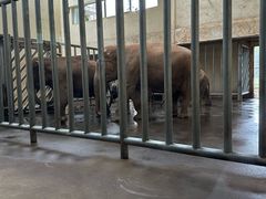 -石家庄市动物园