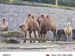 -石家庄市动物园