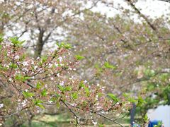 -上海辰山植物园