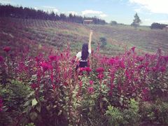 -北纬44度·金珠花海休闲农业旅游景区