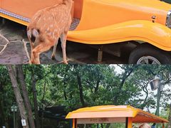 -济州岛泰迪熊博物馆