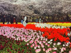 -苏州上方山国家森林公园