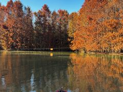 -上海海湾国家森林公园