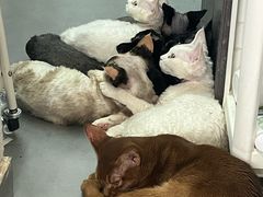 -琪喵猫屋·撸猫猫咖·猫舍