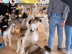 -Husky Go! 哈士奇体验馆·宠物咖啡厅狗咖