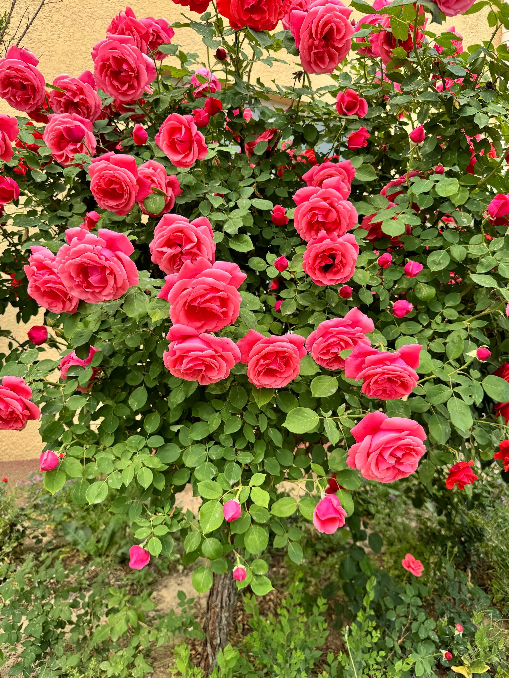 窗外好大朵的月季花