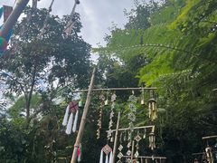 -西双版纳原始森林公园