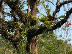 -中国科学院西双版纳热带植物园