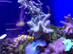 -迪拜水族馆及水下动物园