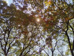 -上海佘山国家森林公园西佘山园