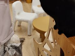 -有喵·猫咖·狗咖·30几只猫10只小狗(岗厦店)