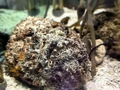 -太平洋海底世界