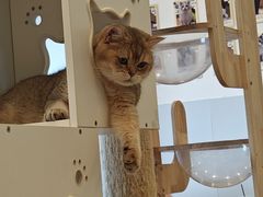 -有喵·猫咖·狗咖·30几只猫10只小狗(岗厦店)