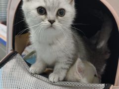 -伟伟宠物医院·CT影像中心·瑞派犬猫综合性门诊(汉口总院)