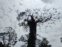 -海南热带野生动植物园