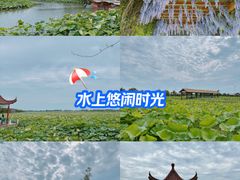 -荷花荡