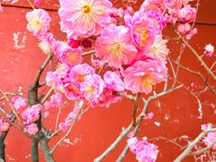 -红螺寺