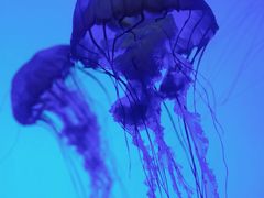 -上海海洋水族馆