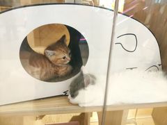 -屋虎猫馆(宝安大仟里店)