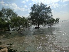 -宝安西湾红树林湿地公园