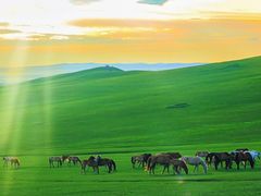 -乌兰布统景区-白桦林