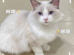 -藏猫猫咖啡主题馆(中央大道店)