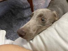 -宠物寄养训练学校